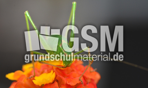 Grünes_Heupferd (7).jpg